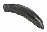Fossil Pygmy Sperm Whale (Kogiopsis) Tooth - South Carolina #247939-1